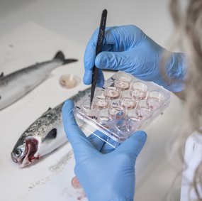 Gloved hands handeling samples in a laboratory. Dead salmon in the background.